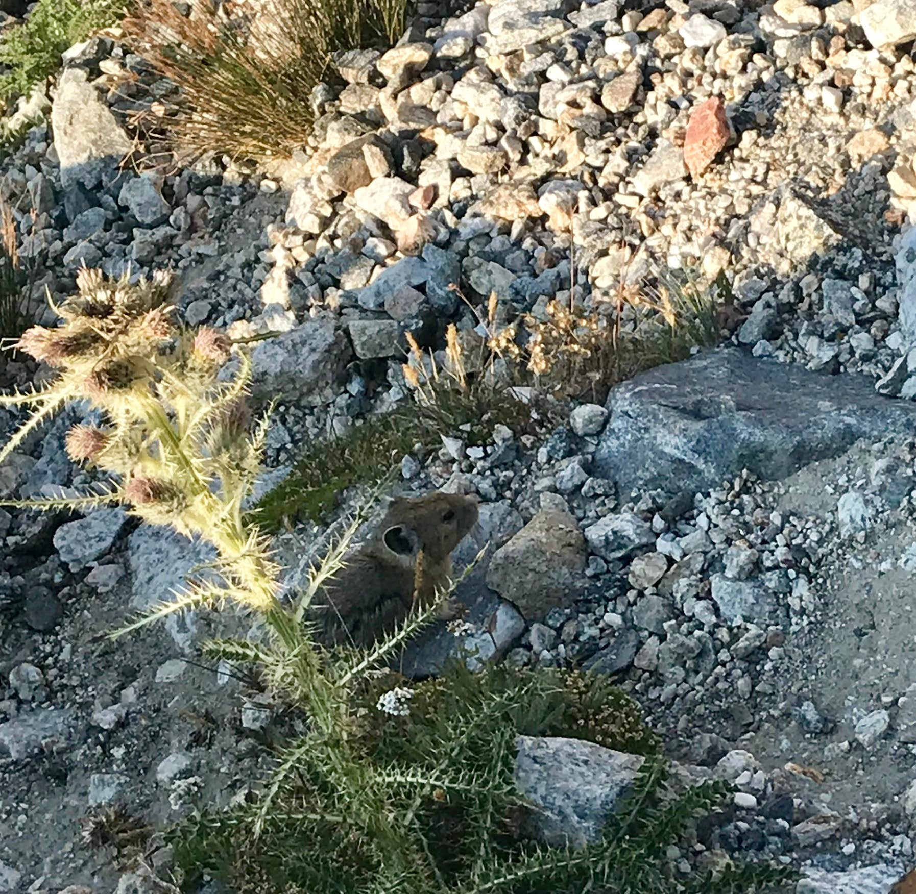 Camper-submitted photo at The Platforms at Garnet Canyon — Grand Teton National Park near Grand Teton National Park