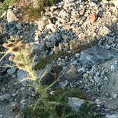 Review photo of The Platforms at Garnet Canyon — Grand Teton National Park by Carrie C., August 21, 2018