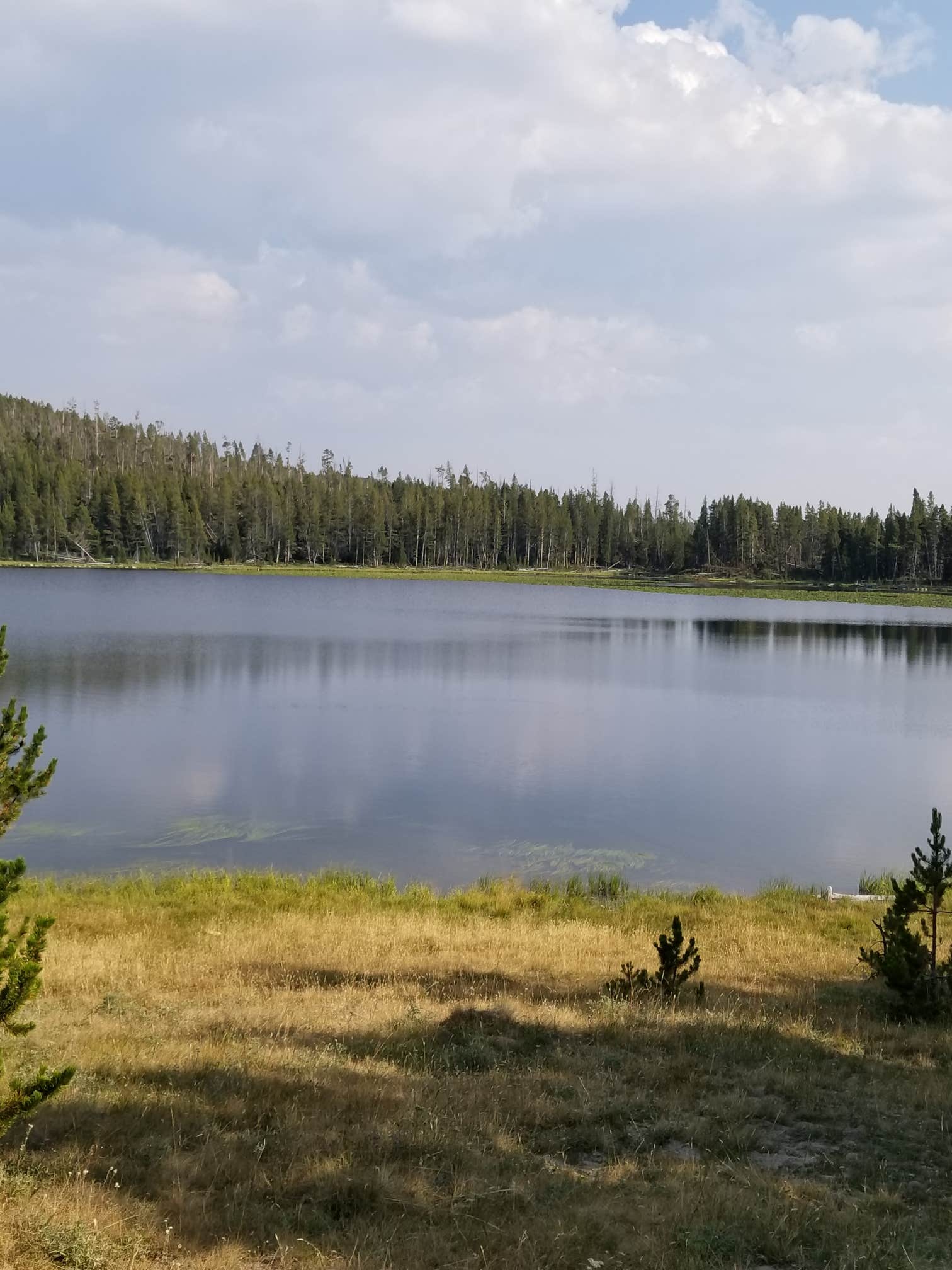 Camping near Coffeen Park: Medicine Lodge Lake Campground, Hyattville, Wyoming