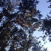 Review photo of Hoffmaster State Park Campground by Jennifer O., August 21, 2018