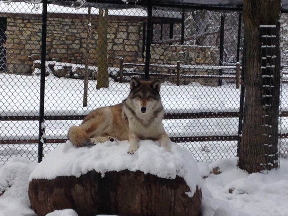 Ash V.'s photo of camping with pets at Oxbow County Park near Zumbrota, MN
