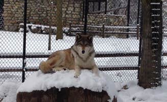 Ash V.'s photo of camping with pets at Oxbow County Park near Nerstrand, MN