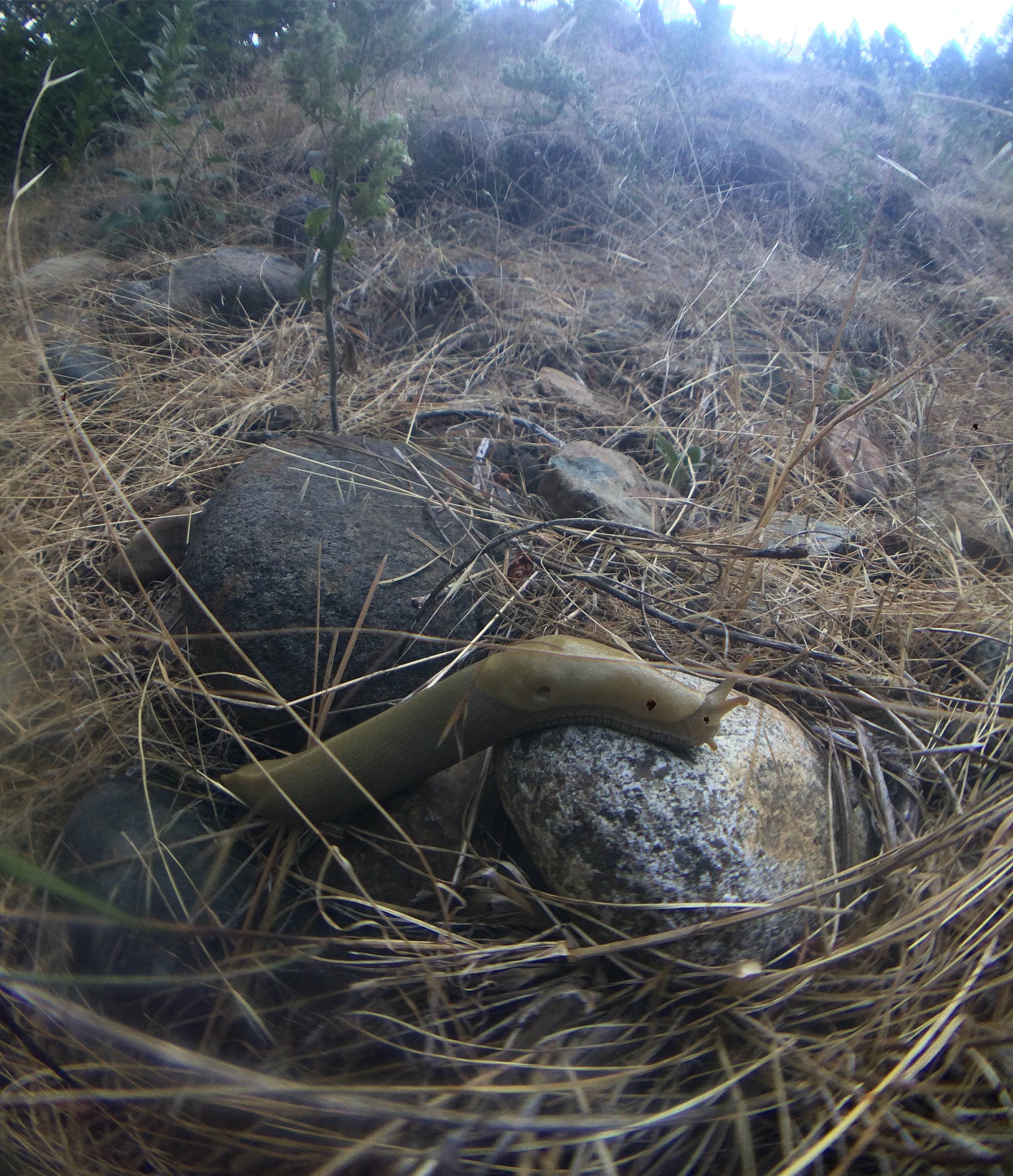 Camper-submitted photo at Union Flat near Plumas National Forest