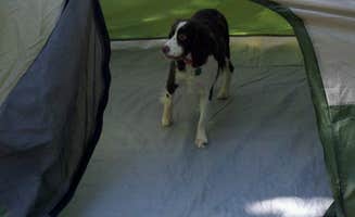 Kayla N.'s photo of camping with pets at Yellow Banks County Park near Des Moines, IA