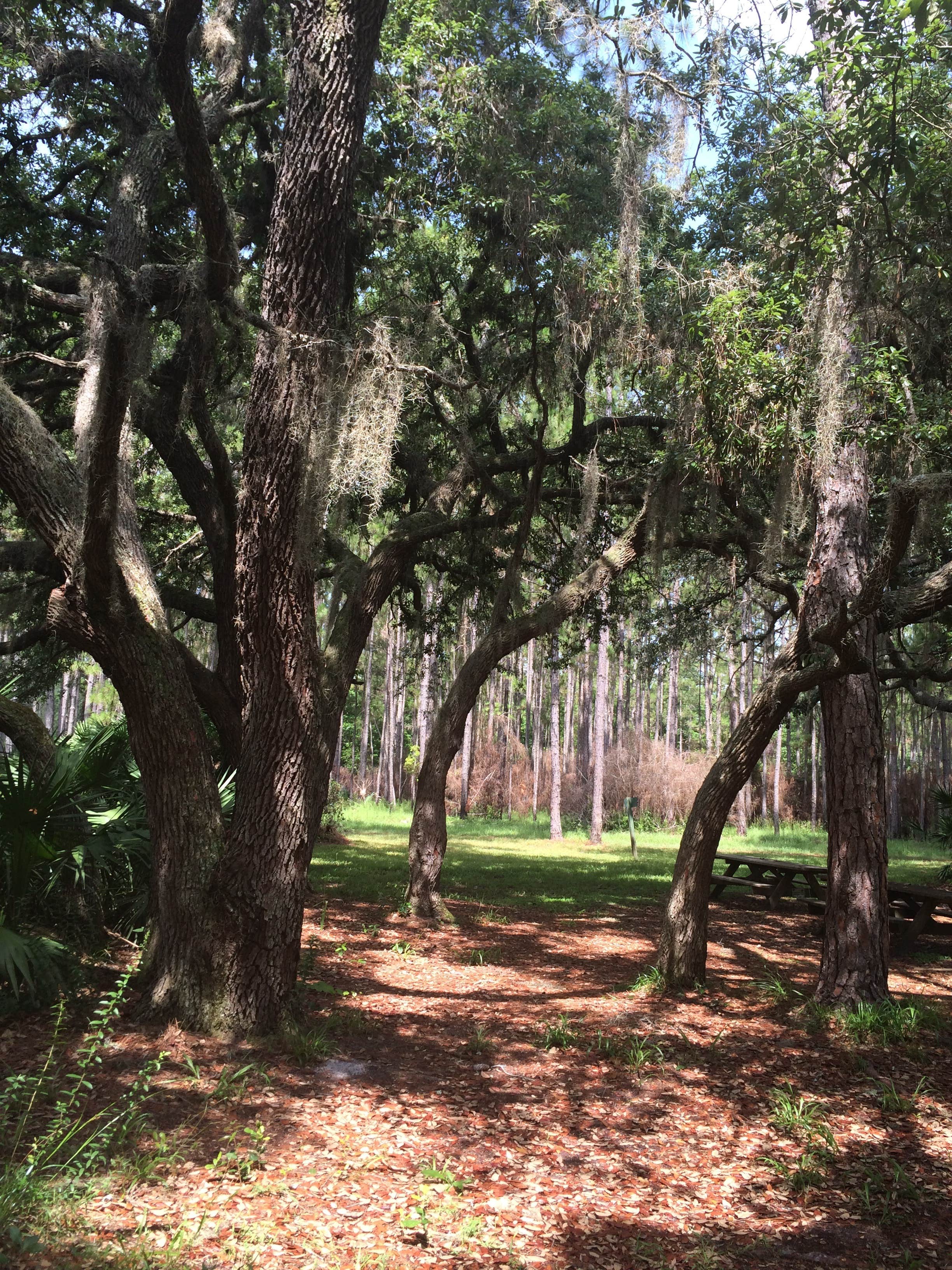Camper submitted image from Seminole State Forest - Oaks Camp - 2