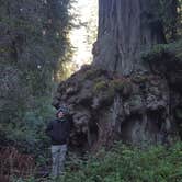 Review photo of Lower Blooms Creek — Big Basin Redwoods State Park — CAMPGROUND CLOSED by Brittany S., August 14, 2018