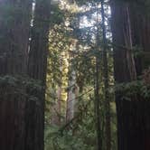 Review photo of Lower Blooms Creek — Big Basin Redwoods State Park — CAMPGROUND CLOSED by Brittany S., August 14, 2018