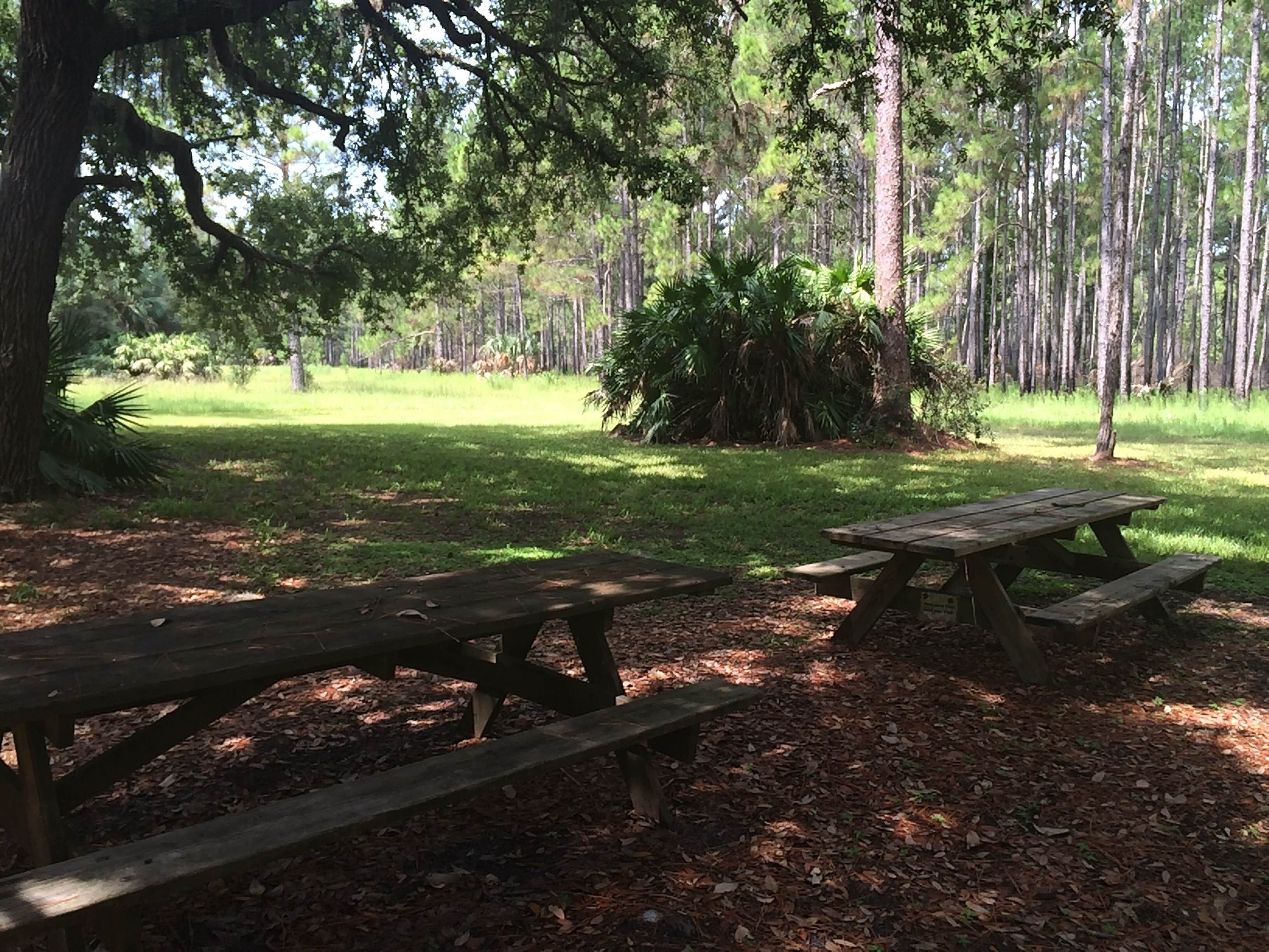 Camper submitted image from Seminole State Forest - Oaks Camp - 3