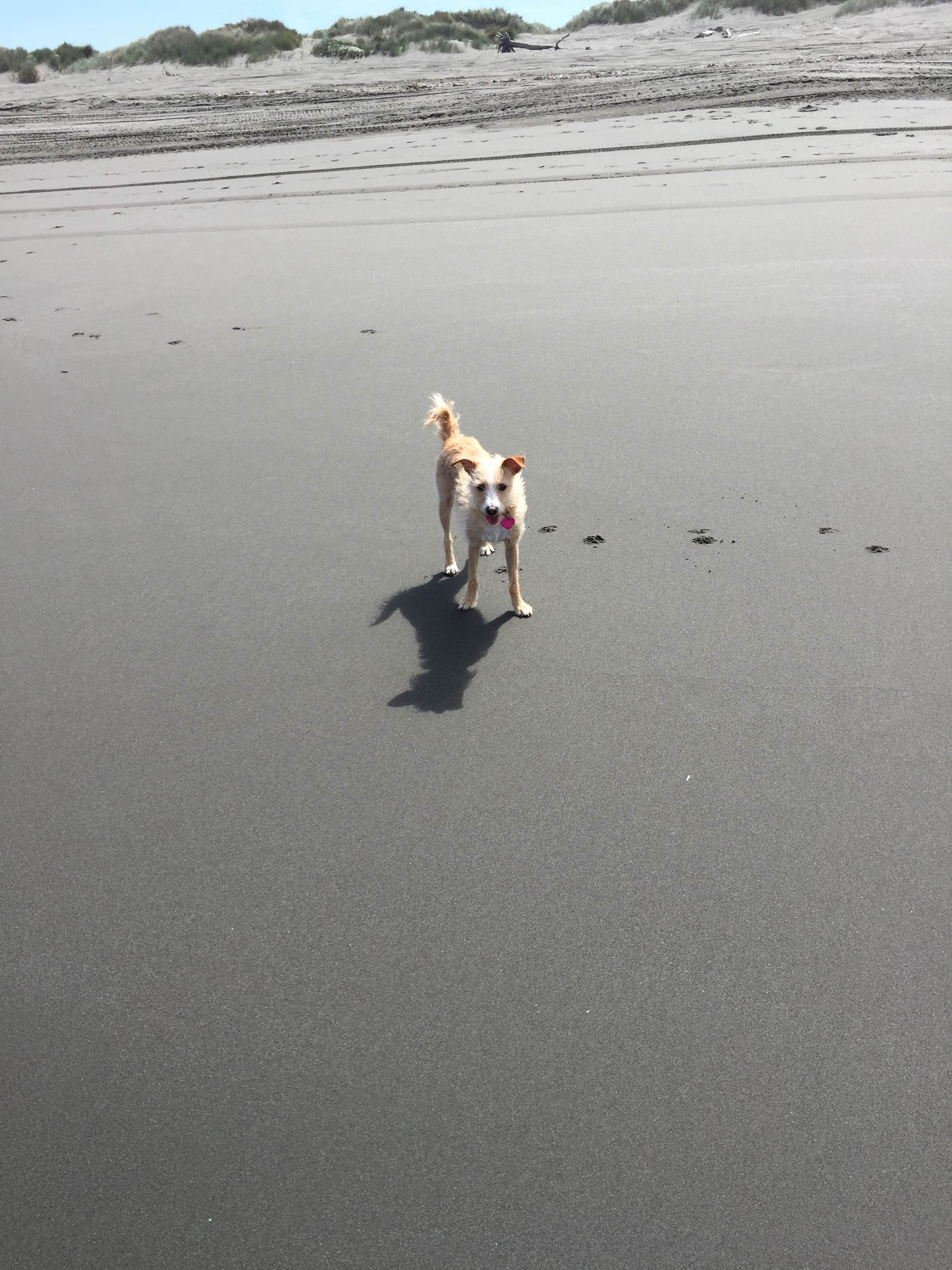 Jessica R.'s photo of camping with pets at Samoa Boat Ramp County Park in California