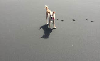 Jessica R.'s photo of camping with pets at Samoa Boat Ramp County Park near Arcata, CA