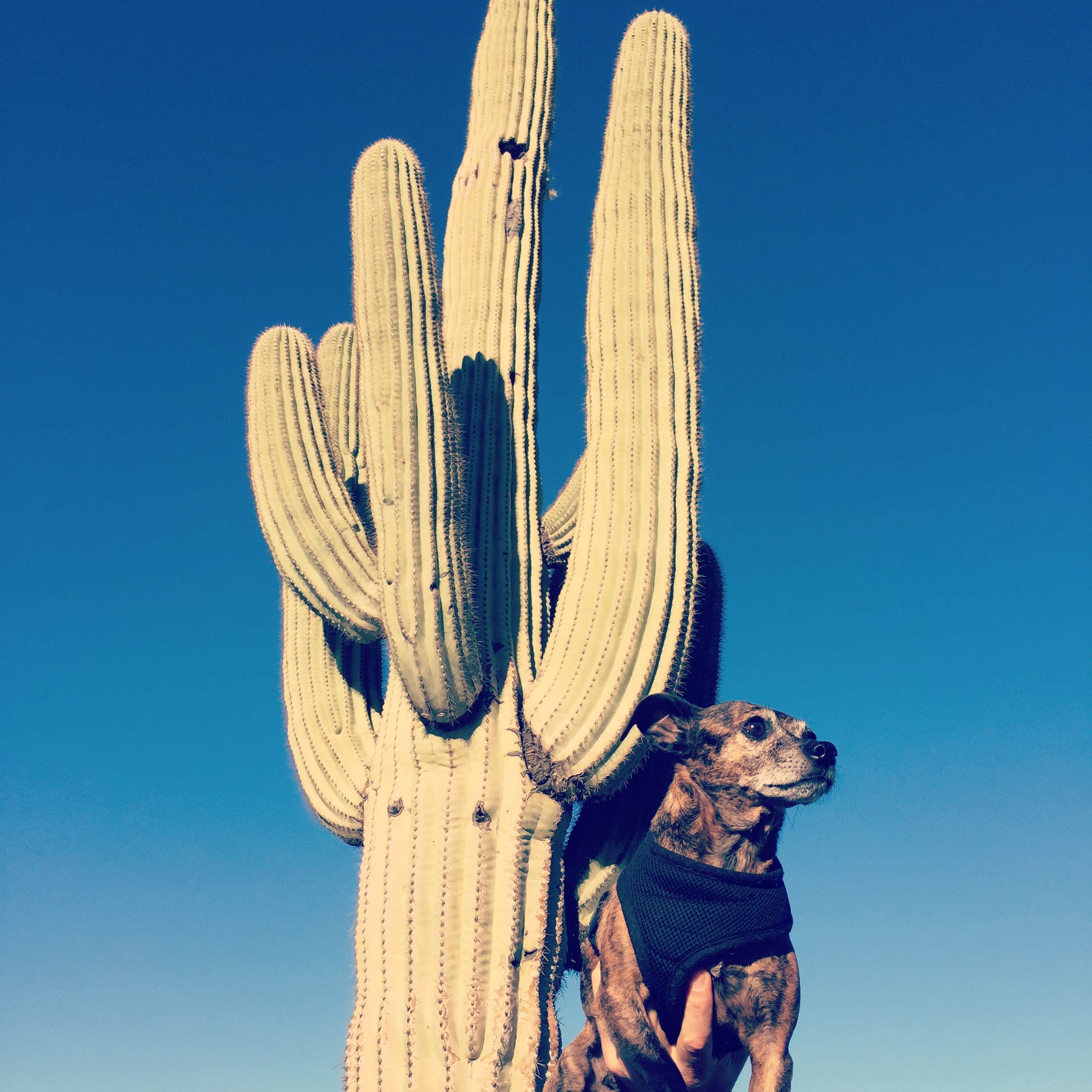 Camper-submitted photo at Picacho Peak State Park Campground near Florence, AZ