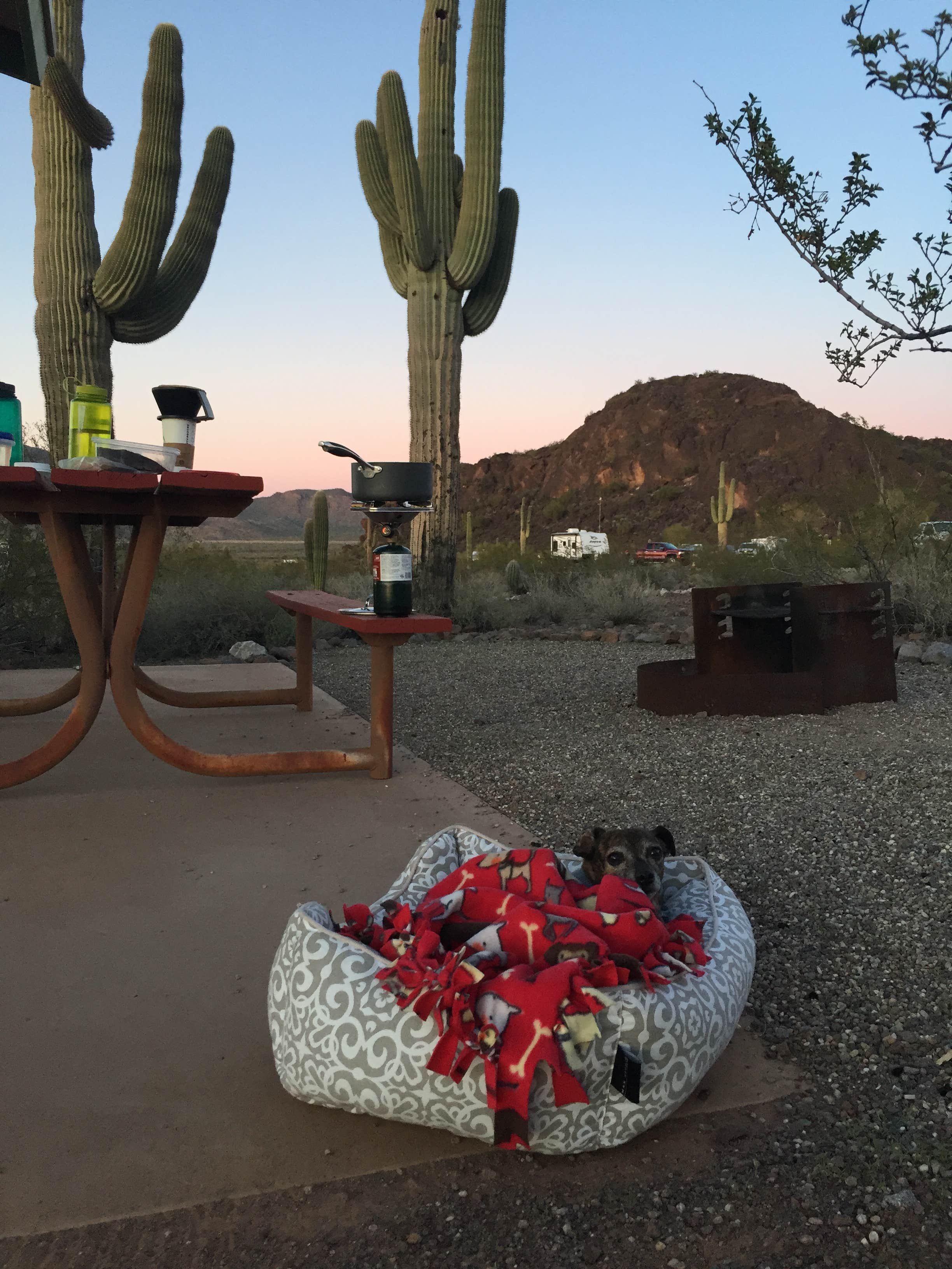 Camper submitted image from Picacho Peak State Park Campground - 4