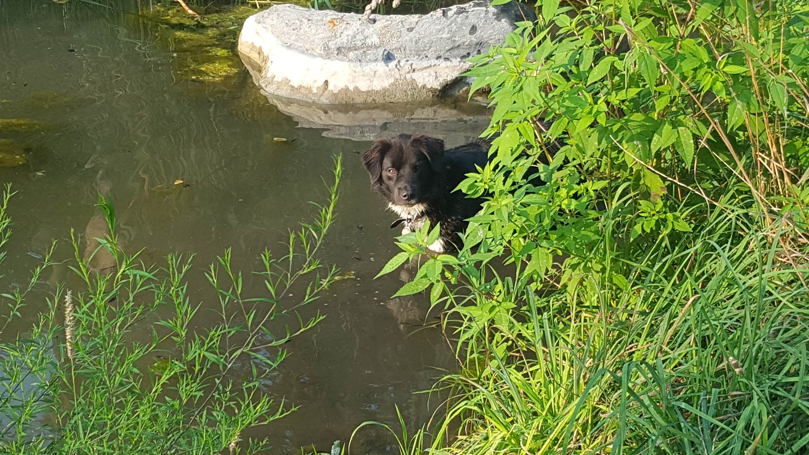 Christina G.'s photo of camping with pets at Shady Pines Camp at CBG Farm - CLOSED near Verona Beach, NY