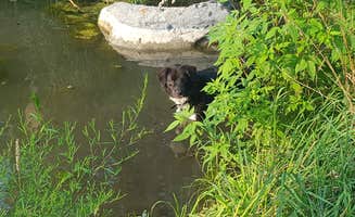 Christina G.'s photo of camping with pets at Shady Pines Camp at CBG Farm - CLOSED near Cazenovia, NY