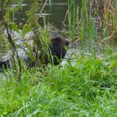 Review photo of Shady Pines Camp at CBG Farm - CLOSED by Christina G., August 22, 2018