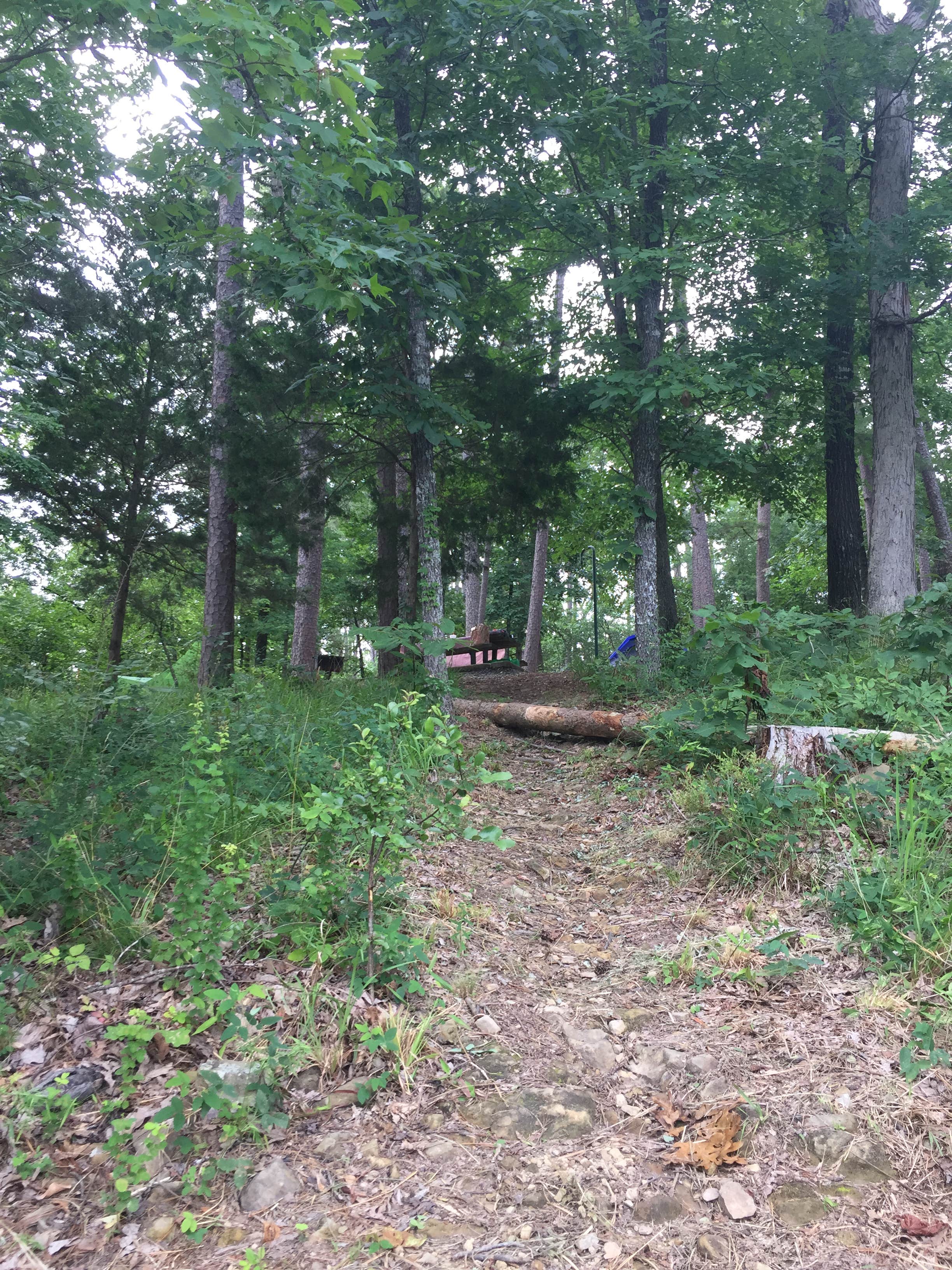 Camper-submitted photo at Daisy State Park Campground near Gillham Lake