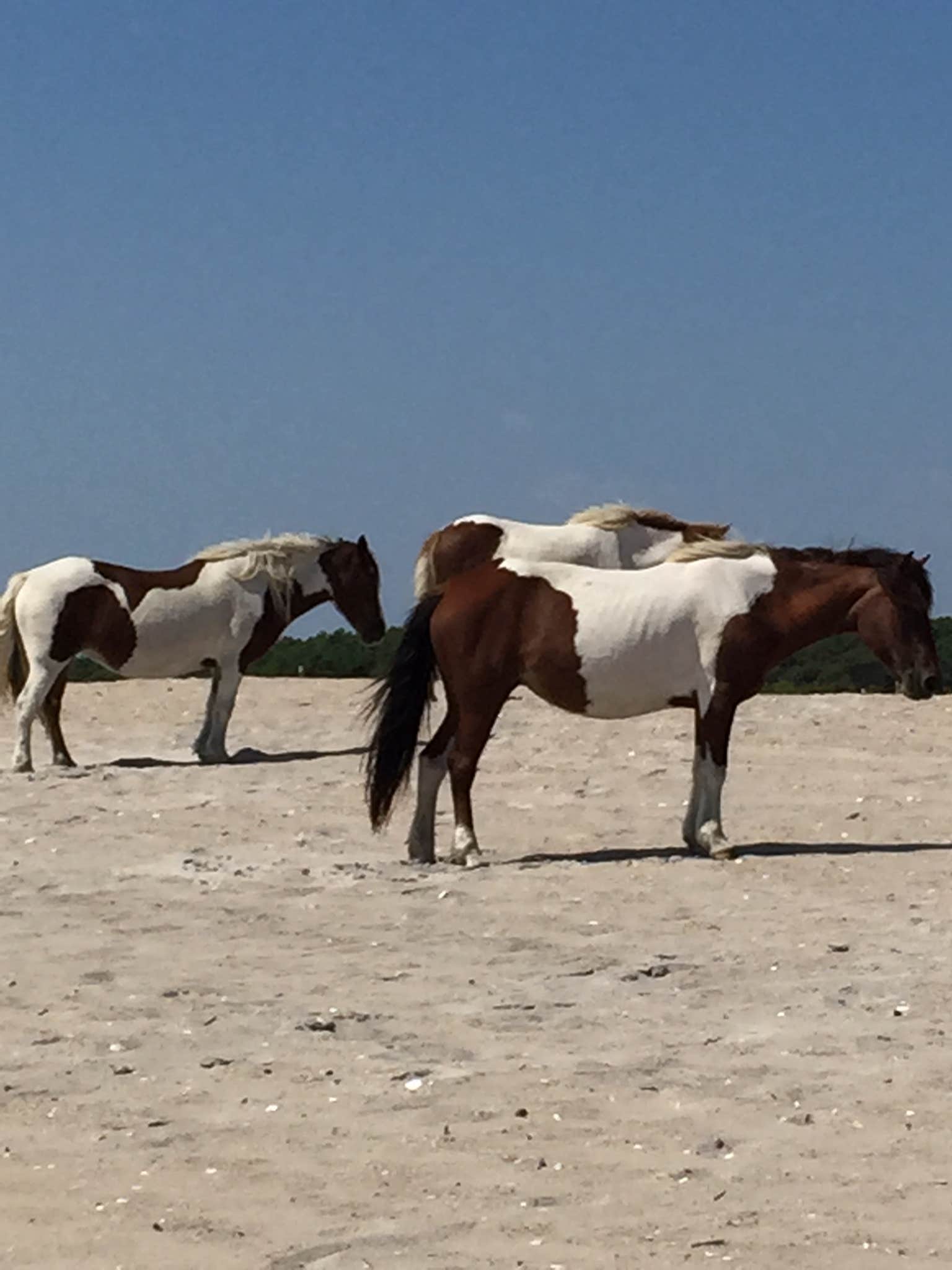 Kirsten J.'s photo of camping with a horse at Assateague Island National Seashore Oceanside Campground near Dagsboro, DE