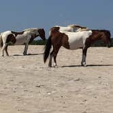 Review photo of Oceanside Assateague Campground — Assateague Island National Seashore by Kirsten J., August 23, 2018