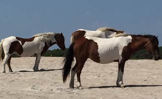 Kirsten J.'s photo of camping with a horse at Assateague Island National Seashore Oceanside Campground in Maryland