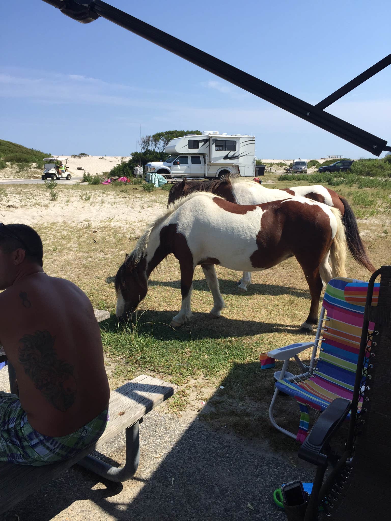 Camper submitted image from Assateague Island National Seashore Oceanside Campground - 4
