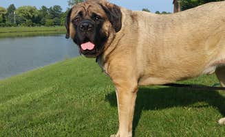 Samantha M.'s photo of camping with pets at Jellystone Park North Port Huron near Port Hope, MI