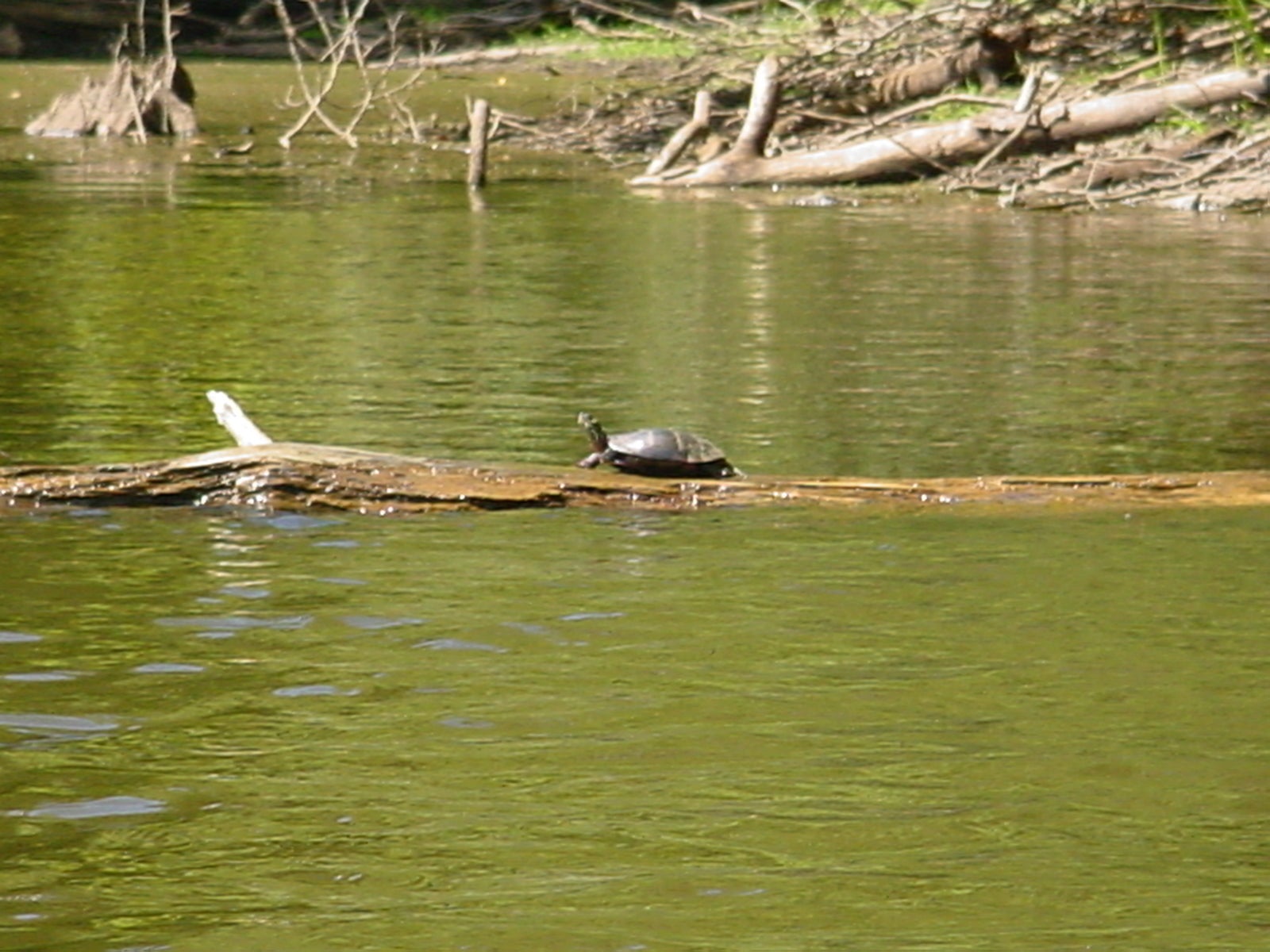 turtles while kayaking