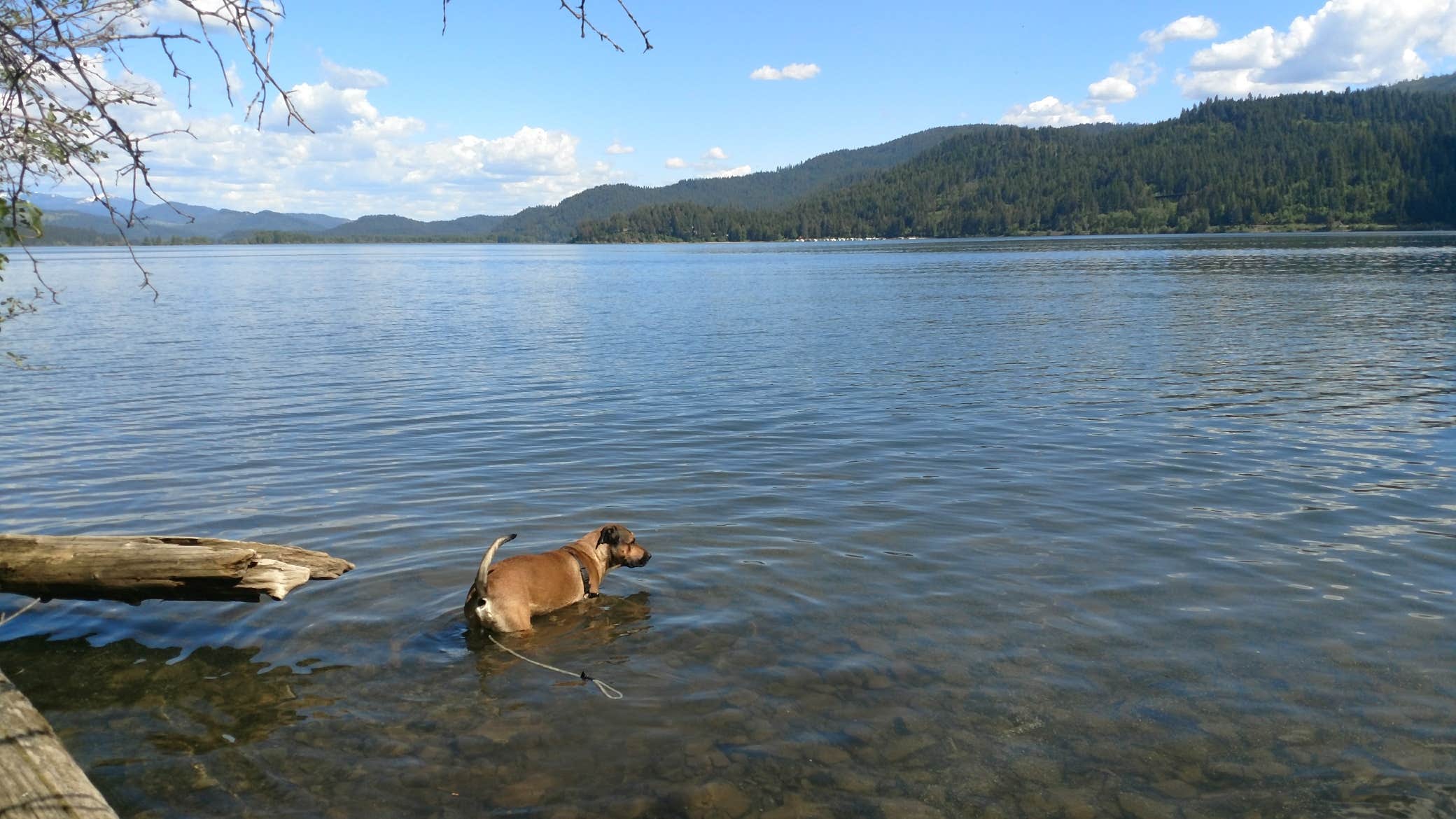 Samantha W.'s photo of camping with pets at Hawleys Landing Campground — Heyburn State Park near Steptoe, WA