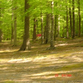 you can barely see our group's 3 tents in the woods - so spacious and so perfect!