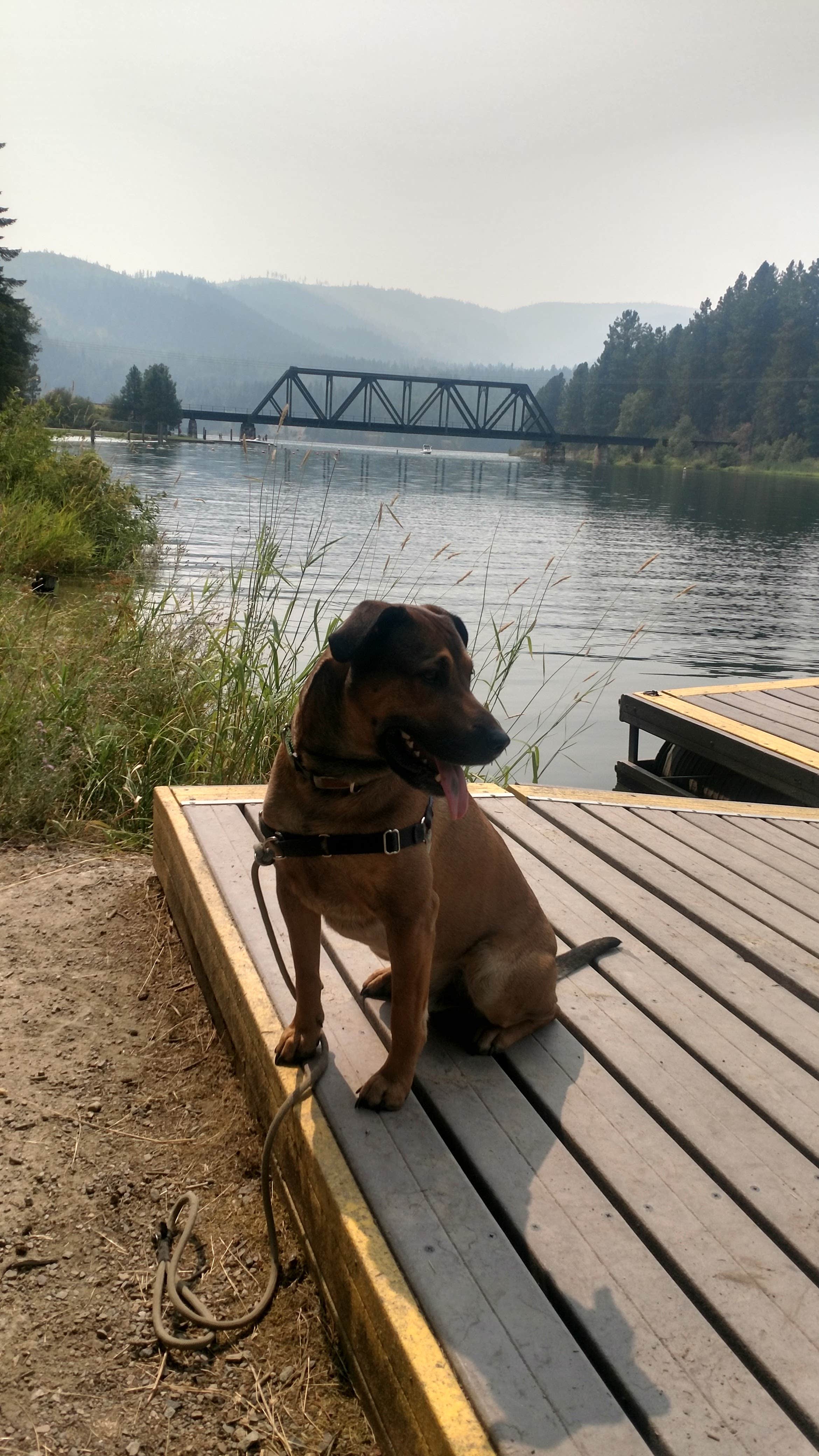 Samantha W.'s photo of camping with pets at Priest River near Sagle, ID