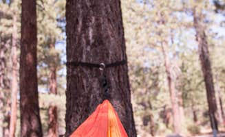 sasha N.'s photo at Old Shady Rest Campground near Inyo National Forest