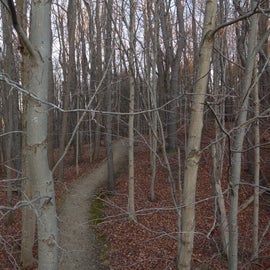 The west woods - view of the trail from the wildlife viewing deck/sunset overlook (from a fall hiking outing).  