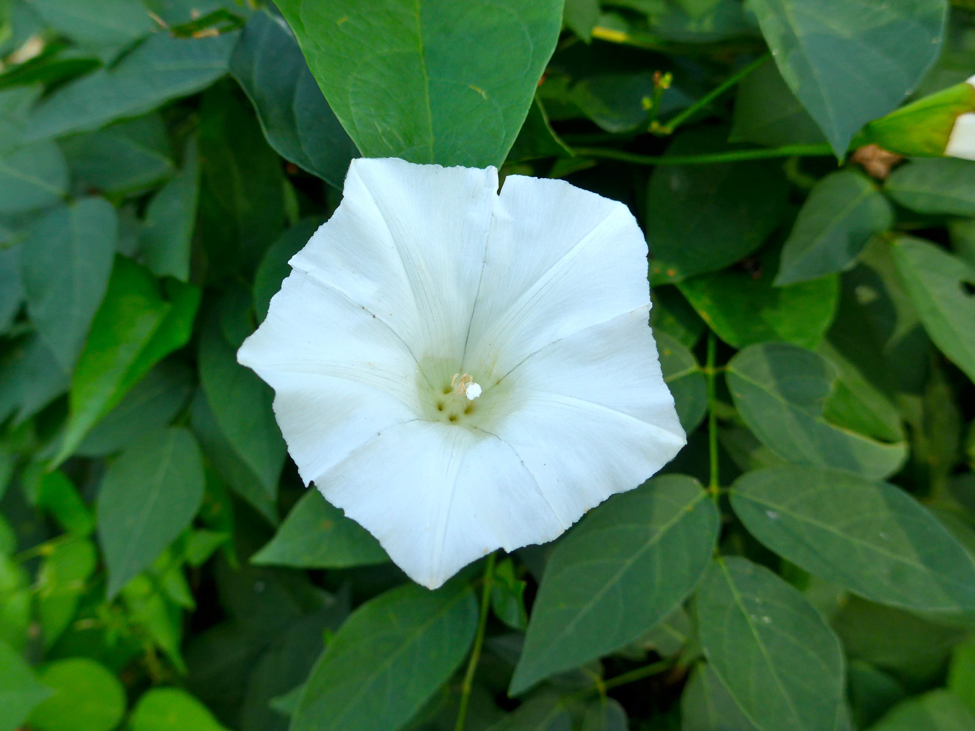 Camper-submitted photo at Pinewoods Campground — Kettle Moraine State Forest-Southern Unit near Waupun, WI