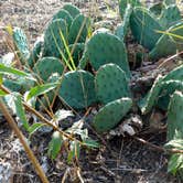 Review photo of Dunewood Campground — Indiana Dunes National Park by Jen L., August 23, 2018