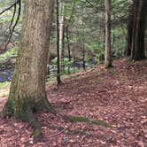 Review photo of Stokes State Forest by Dayna C., August 23, 2018