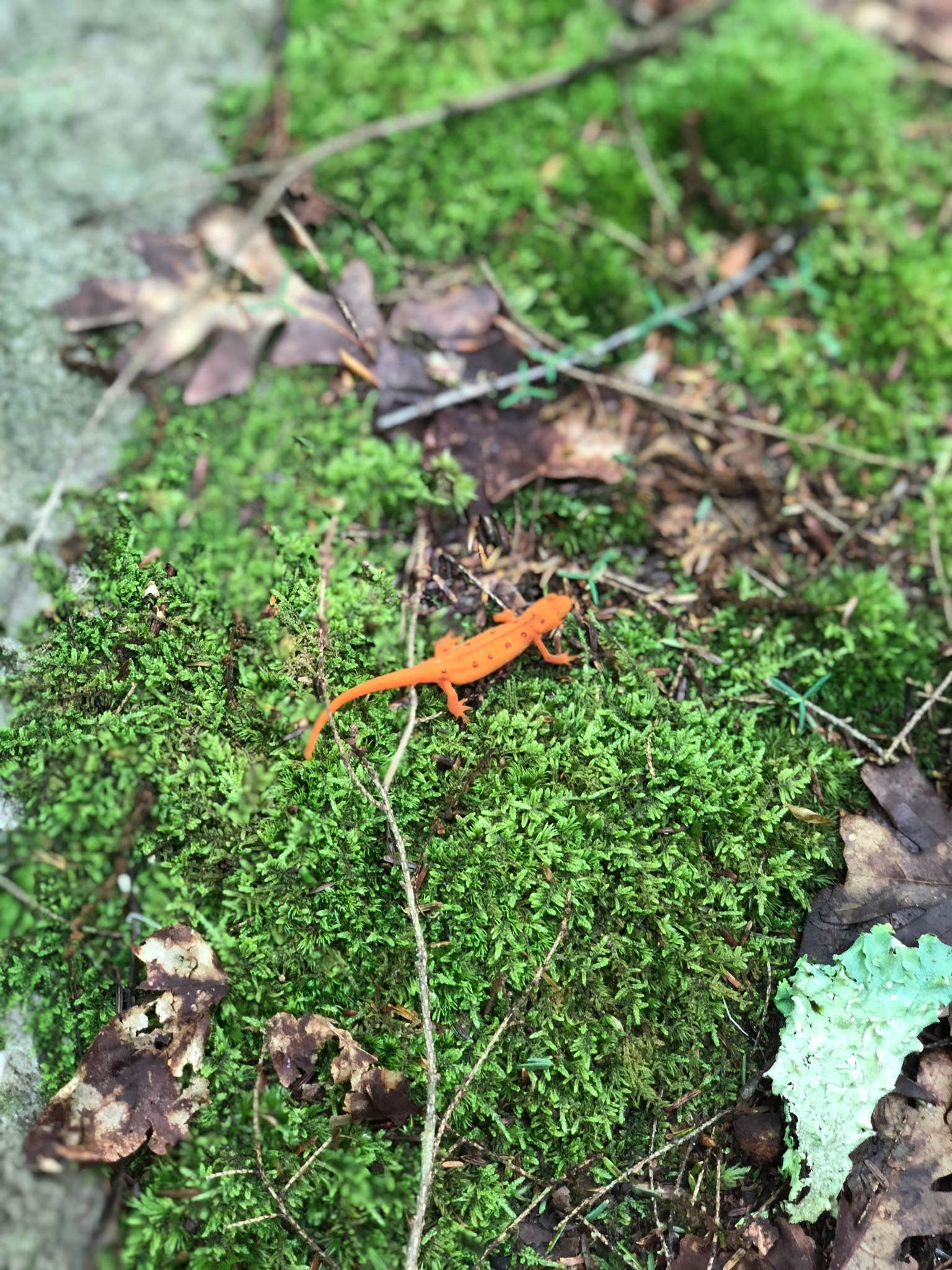 Camper-submitted photo at Stokes State Forest near Hewitt, NJ