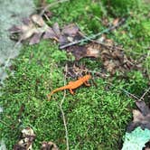 Review photo of Stokes State Forest by Dayna C., August 23, 2018