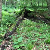 Review photo of Stokes State Forest by Dayna C., August 23, 2018