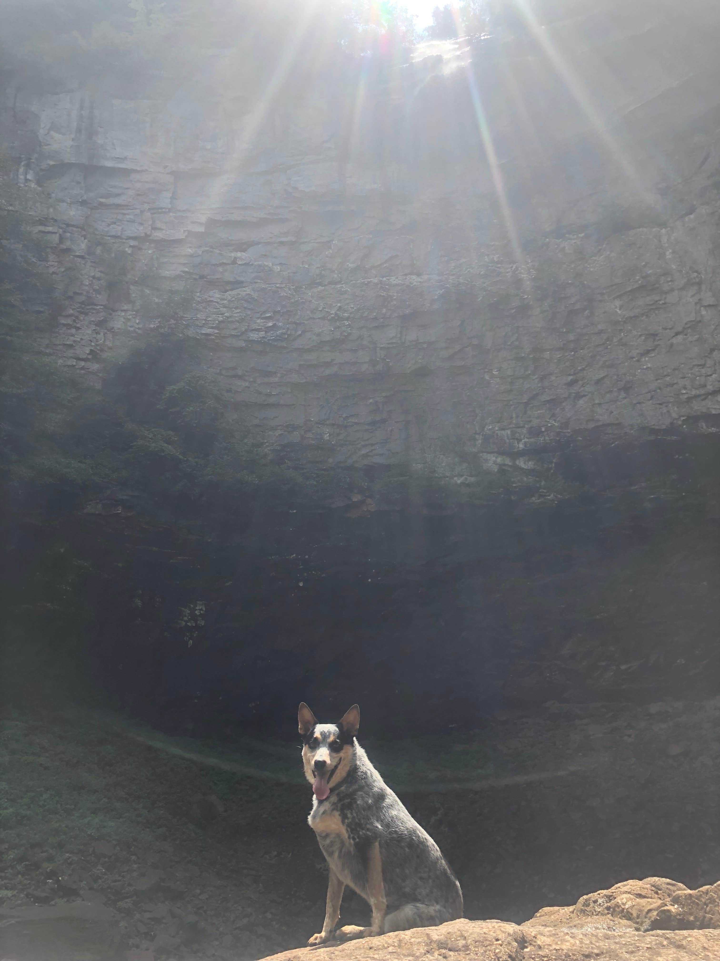 Shelly S.'s photo of camping with pets at Fall Creek Falls State Park Campground near Sale Creek, TN