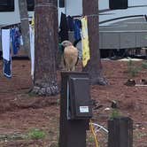 Review photo of Disney’s Fort Wilderness Resort & Campground by Kirsten J., August 24, 2018