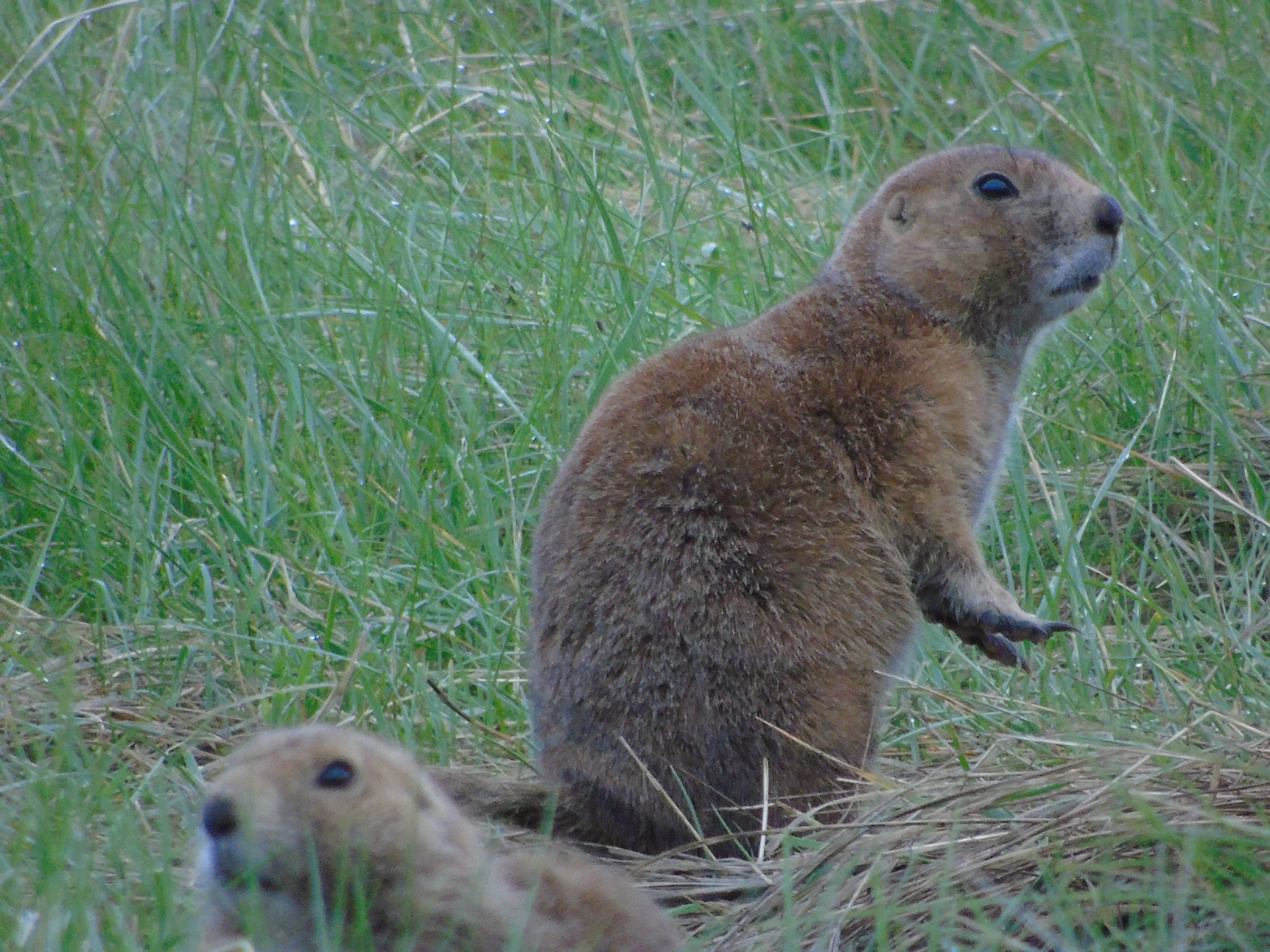 Keep your eyes alert for prairie dogs and other small critters along the roads.