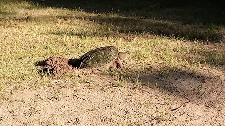 Snapping turtle laying her eggs at the campground 