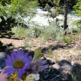 Review photo of Glacier Trailhead Campsites in Fitzpatrick Wilderness Area by vickie V., August 24, 2018