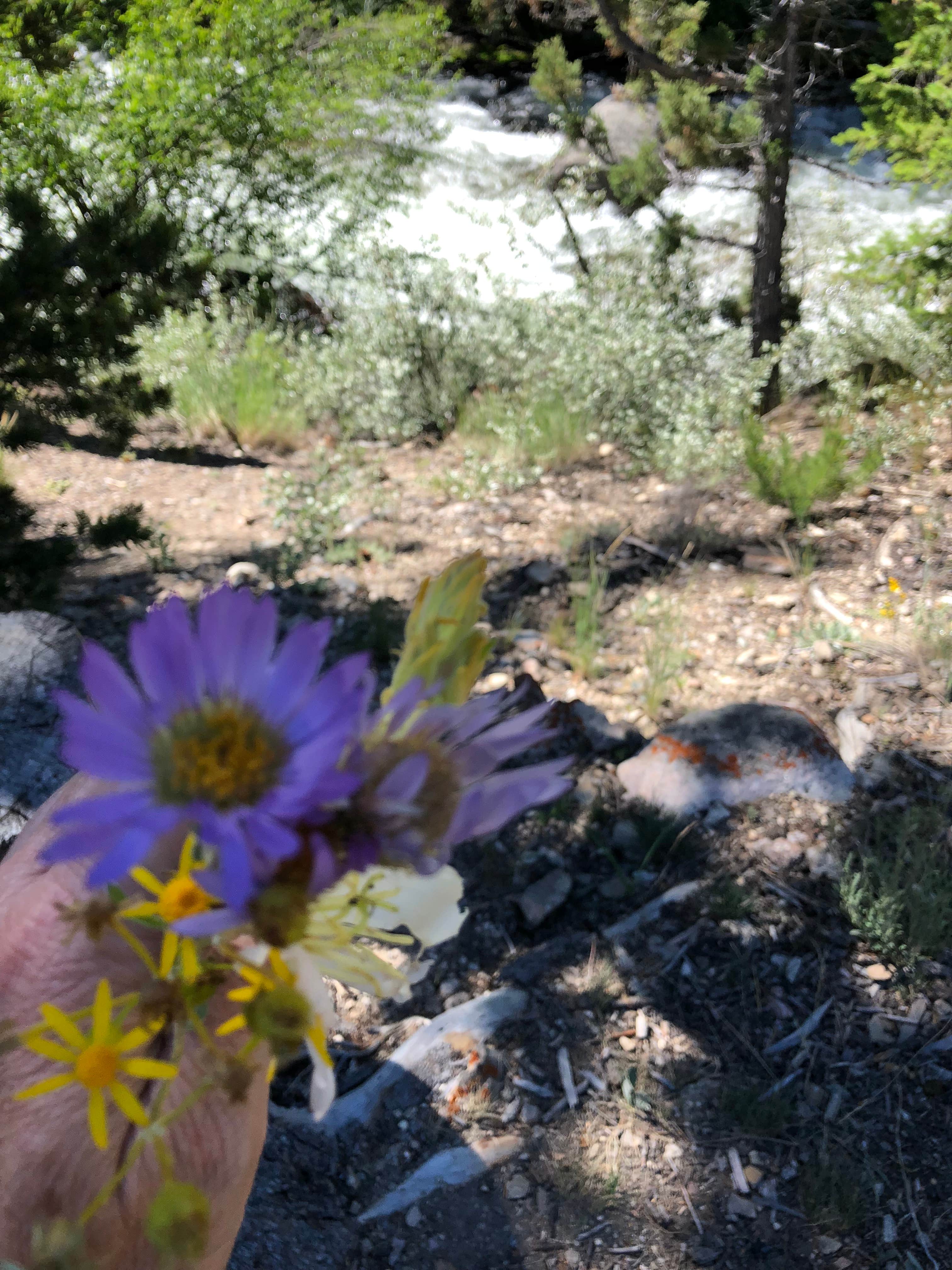 Wildflower bouquet 