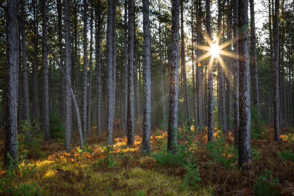 Camper-submitted photo at Au Train Lake Campground near Trenary, MI
