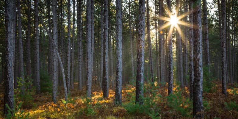 Camper submitted image from Au Train Lake Campground