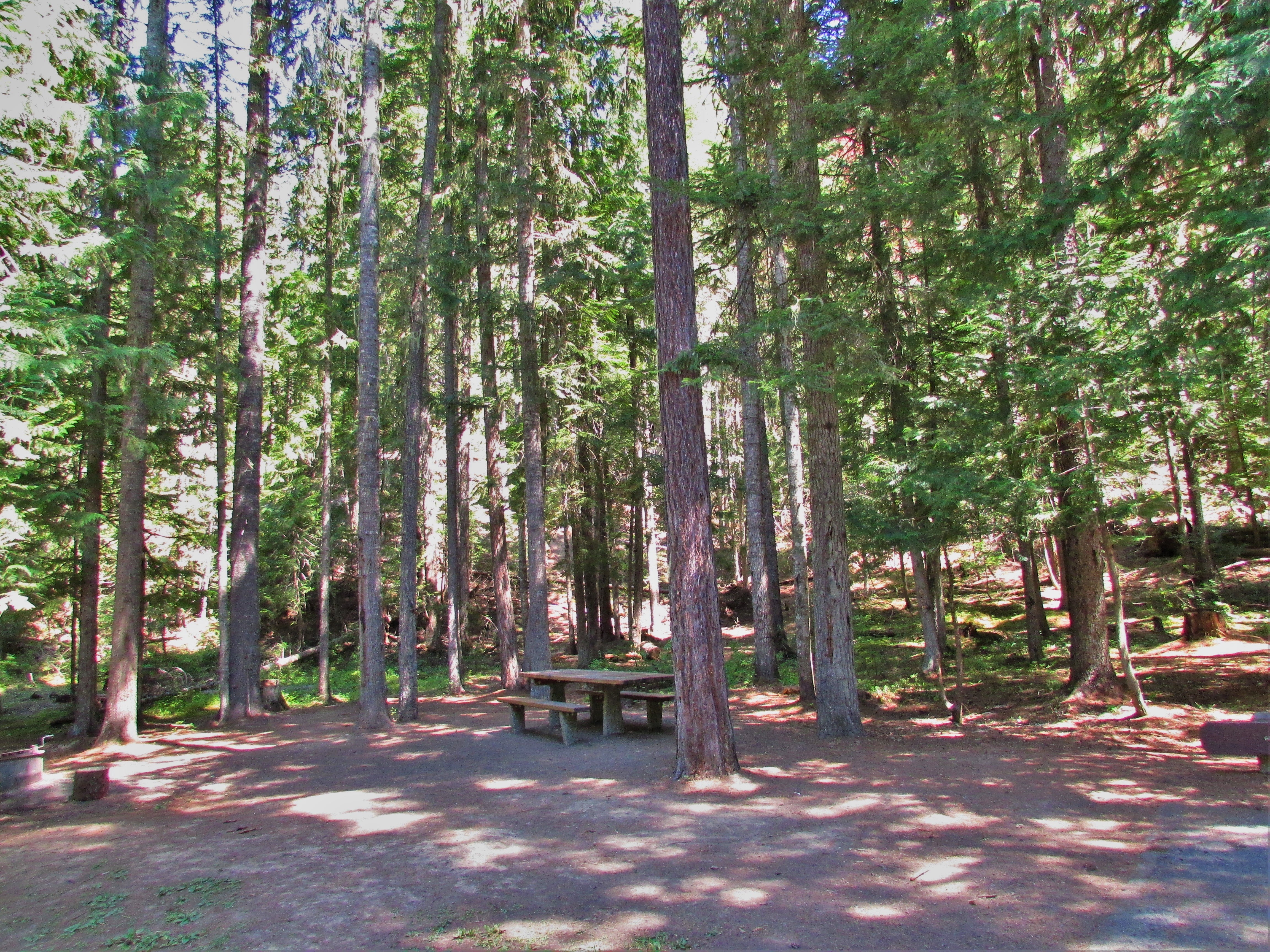 Camper submitted image from Giant White Pine Campground - 1