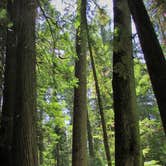 Review photo of Giant White Pine Campground by Leslie H., July 31, 2016