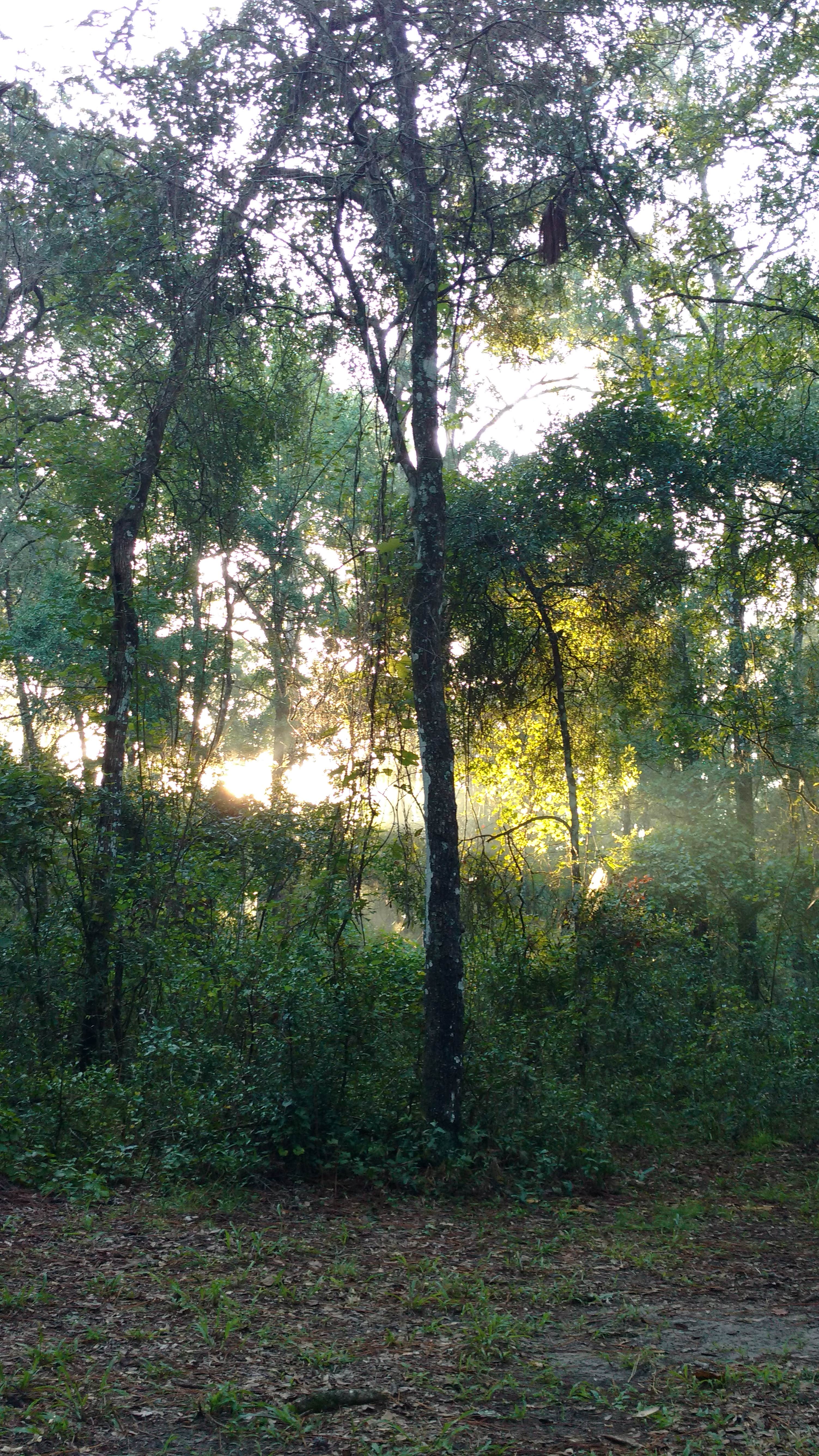 Camper submitted image from Withlacoochee SF/Croom Tract - Crooked River - Silver Lake Rec - 2