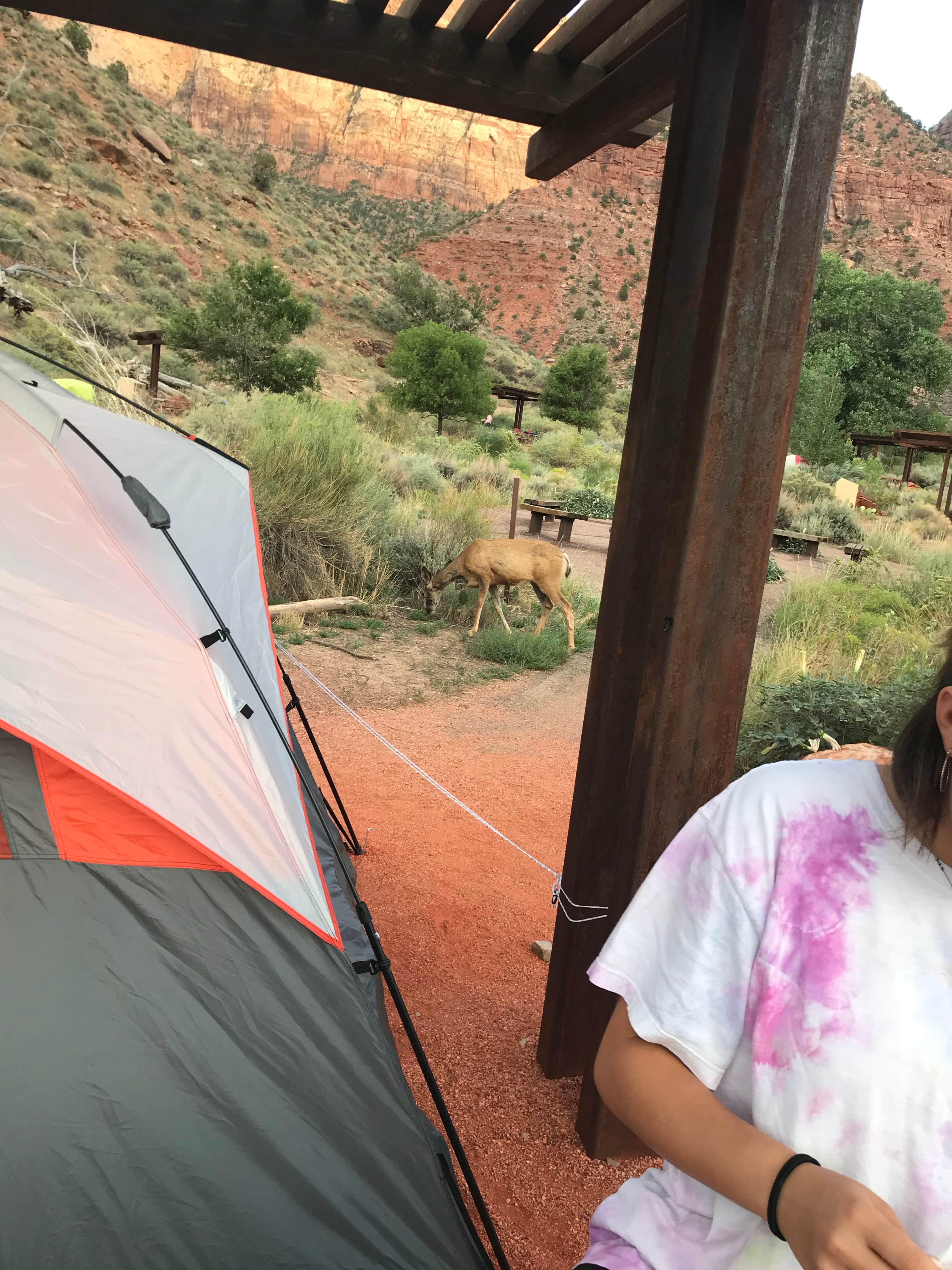 Caitlin C.'s photo at Watchman Campground — Zion National Park near Colorado City, AZ