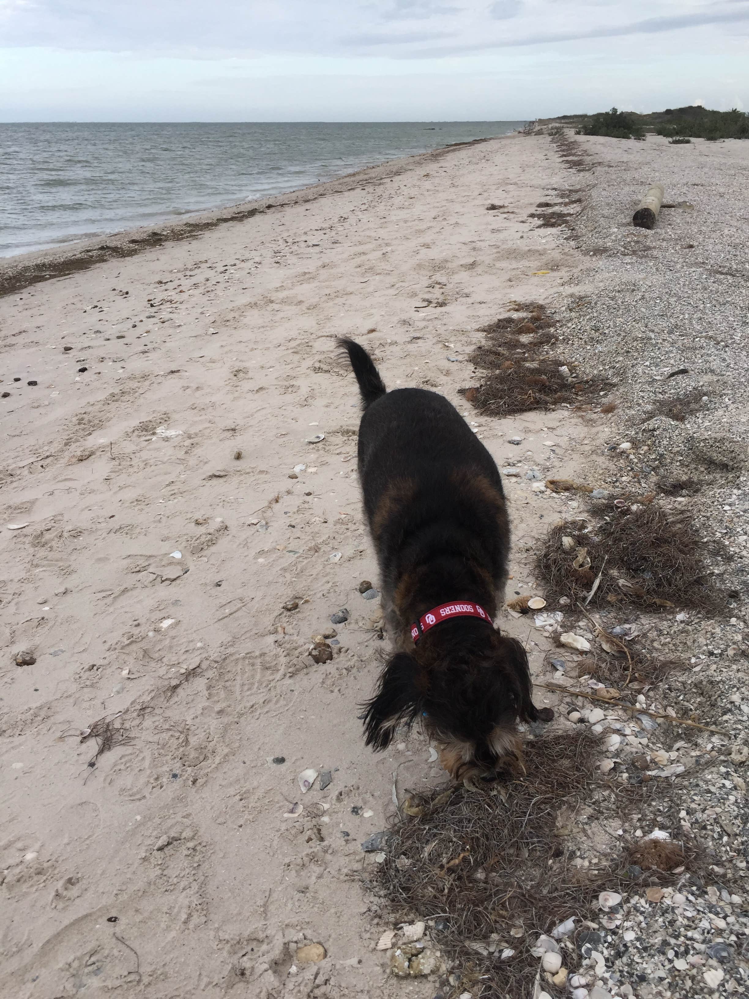 L.C. H.'s photo of camping with pets at Shields Park NAS Recreation Site near Padre Island National Seashore